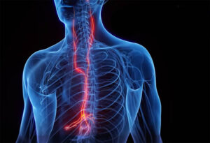 Τι είναι το Πνευμονογαστρικό Νεύρο (Vagus Nerve);